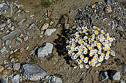 Gewöhnliche Alpenmargerite (Leucanthemopsis alpina) (06.2018, C136532)