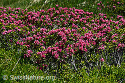 C136594: Rostblättrige Alpenrose
