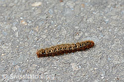 Eichenspinner (Lasiocampa quercus), Raupe (C137536)