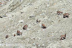 C137670: Alpensteinböcke (Capra ibex) im Rudel