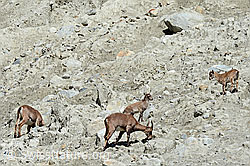 C137689: Alpensteinböcke (Capra ibex) im Rudel