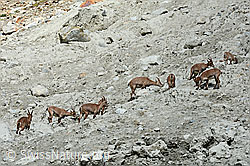 C137750: Alpensteinböcke (Capra ibex) im Rudel
