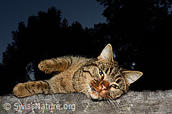 C137775: Hauskatze (Felis catus)