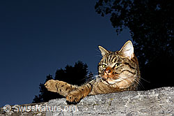 C137776: Hauskatze (Felis catus)
