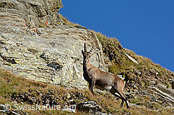C137894: Alpensteinbock (Capra ibex)