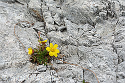 C138165: Farbtupfer im Fels