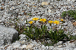Foto: Clusius Gemswurz