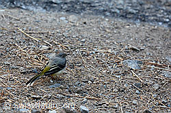 C138645: Gebirgsstelze (Motacilla cinerea)