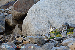 C140576: Junge Schneehühner (Lagopus mutus) in Geröllfeld