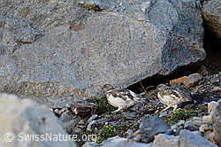 C140585: Junge Schneehühner (Lagopus mutus) in karger Umgebung
