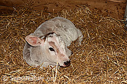 C141466: Hausrind (Bos taurus), Kalb