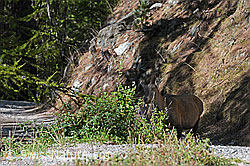 C141679: Steingeiss im lichten Bergwald