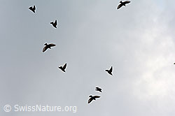 Foto: Fliegende Stare
