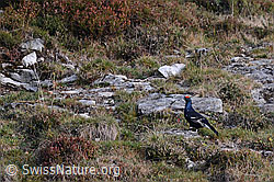 Foto: Birkhahn während der Herbstbalz