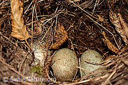 C142247: Verlassenes Nest einer Amsel