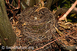 C142249: Vogelnest einer Amsel