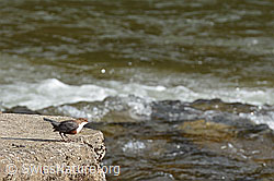 C143939: Wasseramsel (Cinclus cinclus)