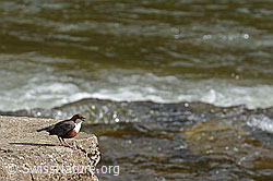 C143940: Wasseramsel (Cinclus cinclus)