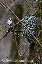 C144263: Schwanzmeise neben Nest