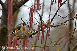 Stieglitz (Carduelis carduelis) (C144273)