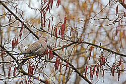 Türkentaube (Streptopelia decaocto) in Haselstrauch (C144282)