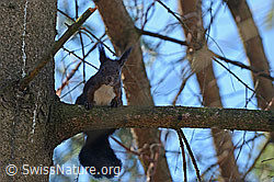 C144355: Eichhörnchen (Sciurus vulgaris)