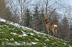 C145106: Rehbock (Capreolus capreolus)