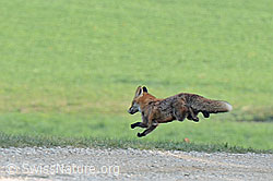 C145198: Springender Fuchs