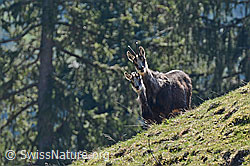 C145431: Gämse
