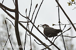 C145670: Singende Wasseramsel (Cinclus cinclus)
