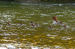 C145812: Gänsesäger (Mergus merganser) unterwegs