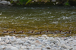 C145837: Junge Gänsesäger (Mergus merganser)
