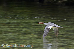 C145943: Gänsesäger (Mergus merganser)