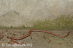 C145977: Blindschleiche (Anguis fragilis)