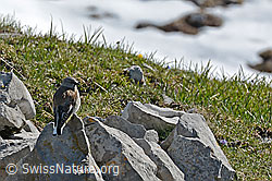 C146165: Schneesperling (Montifringilla nivalis)