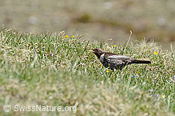 C146186: Ringdrossel (Turdus torquatus)