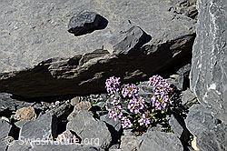 C147054: Kriechendes Täschelkraut (Thlaspi rotundifolium)