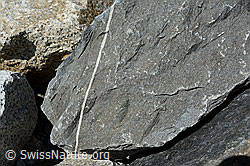 C147839: Calcitader in Felsblock aus Kalkgestein