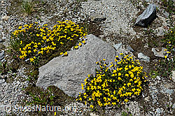 Alpen-Hornklee (Lotus alpinus) (C148108)