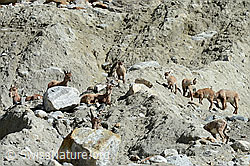 C148355: Alpensteinböcke (Capra ibex) im Rudel