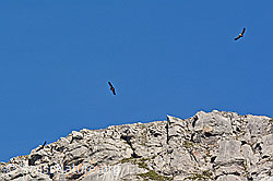 Foto: Gänsegeier (Gyps fulvus)