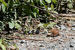 C148866: Zaunkönig (Troglodytes troglodytes)