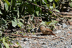 C148868: Zaunkönig (Troglodytes troglodytes)