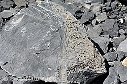 C150946: Hydrothermale Adern aus Calcit einem verwitterten Kalkstein