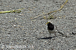 Bachstelze (Motacilla alba) (C151312)