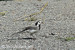 Bachstelze (Motacilla alba) (C151313)