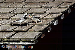 Bachstelzen (Motacilla alba) (C151728)