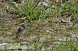 Junge Bachstelze (Motacilla alba) (C151785)