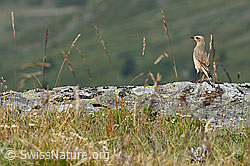 C152464: Bergpieper (Anthus spinoletta)