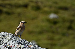 C152465: Bergpieper (Anthus spinoletta)